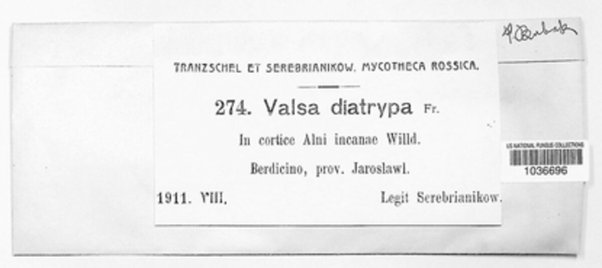 Valsa ambiens image
